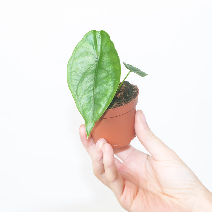 Alocasia heterophylla 'Dragon's Breath' 6cm Plants GrowTropicals
