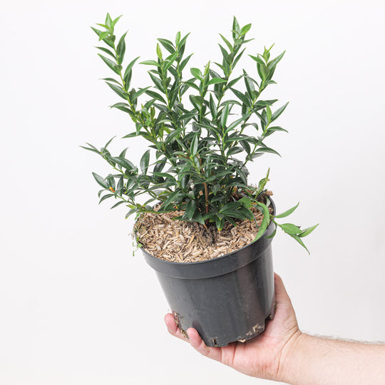 Sarcococca ruscifolia var. chinensis 'Dragon Gate' Plants - Outdoor GROW TROPICALS