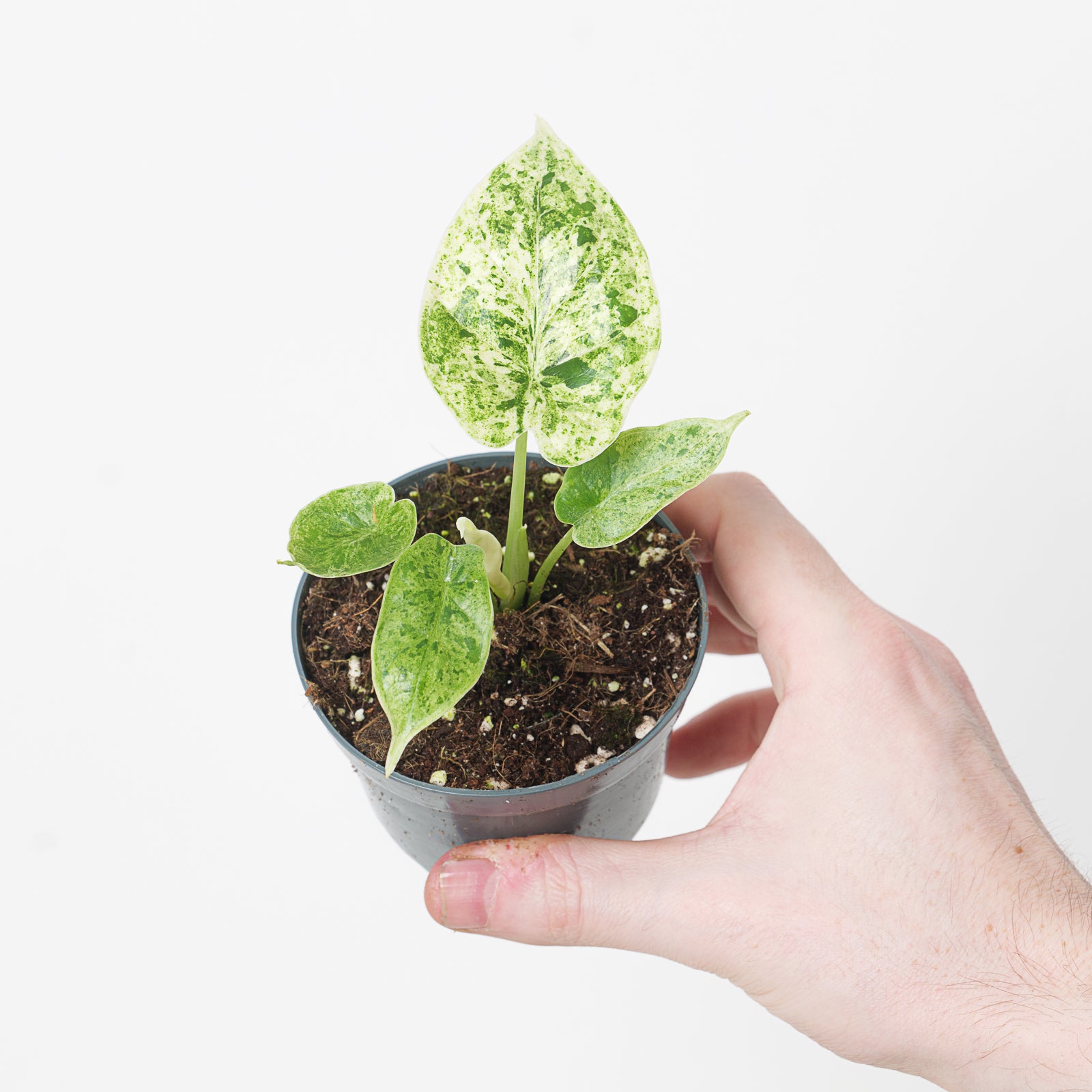 Alocasia 'Dragon Scale' Variegated | Plants | GrowTropicals.com