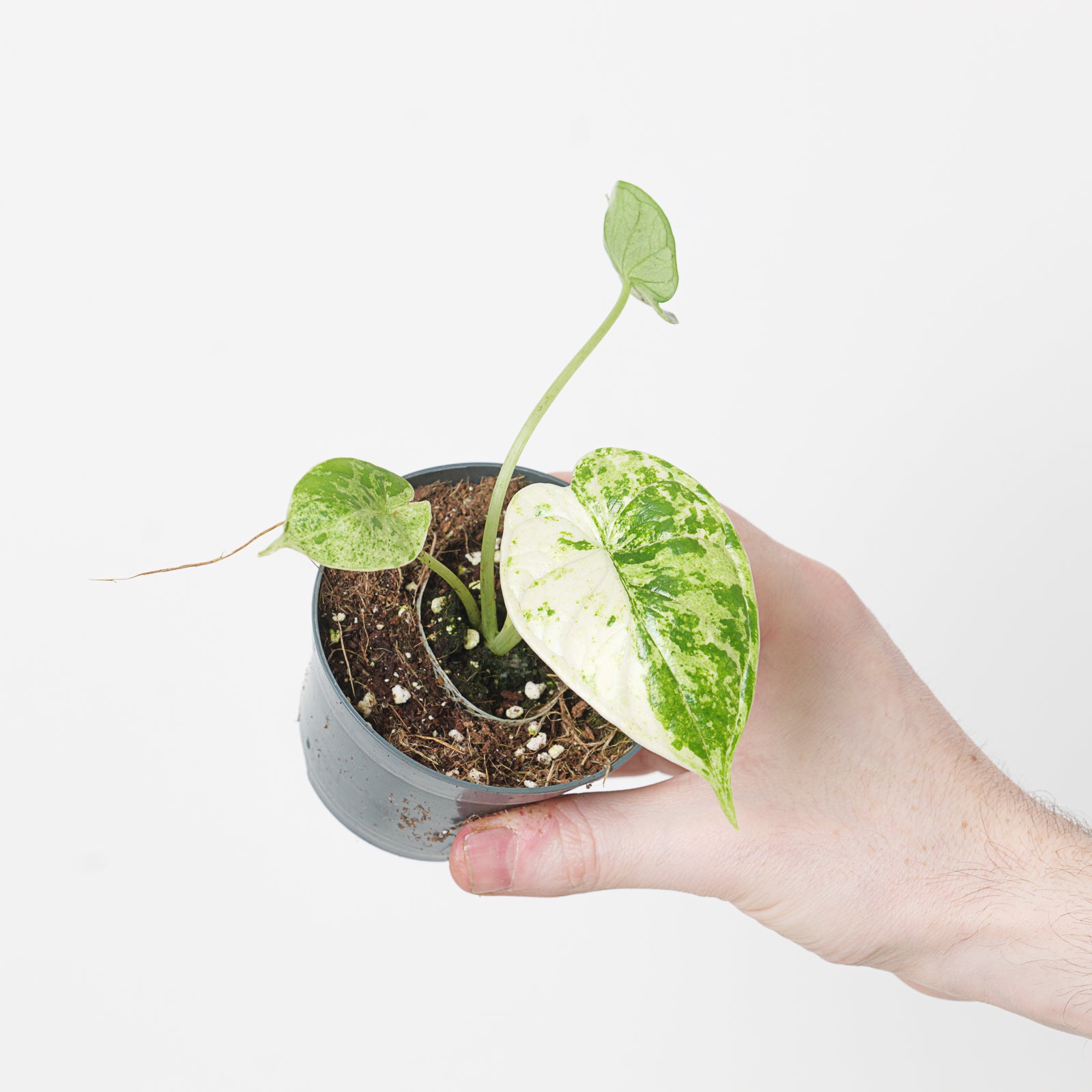 Alocasia 'Dragon Scale' Variegated | Plants | GrowTropicals.com