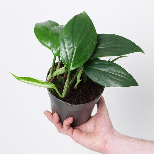 Rhaphidophora decursiva 14cm Plants GrowTropicals