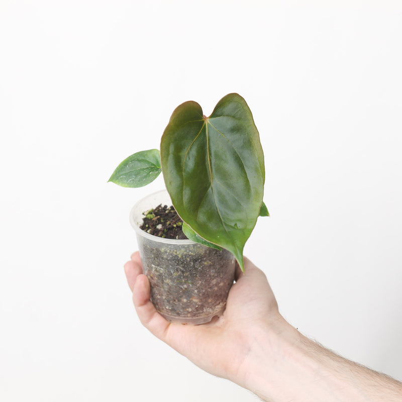 Anthurium Dressleri x Papi FS (Acclimated)