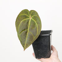 Anthurium 'Dressleri Indo' x Ace of Spades Thai