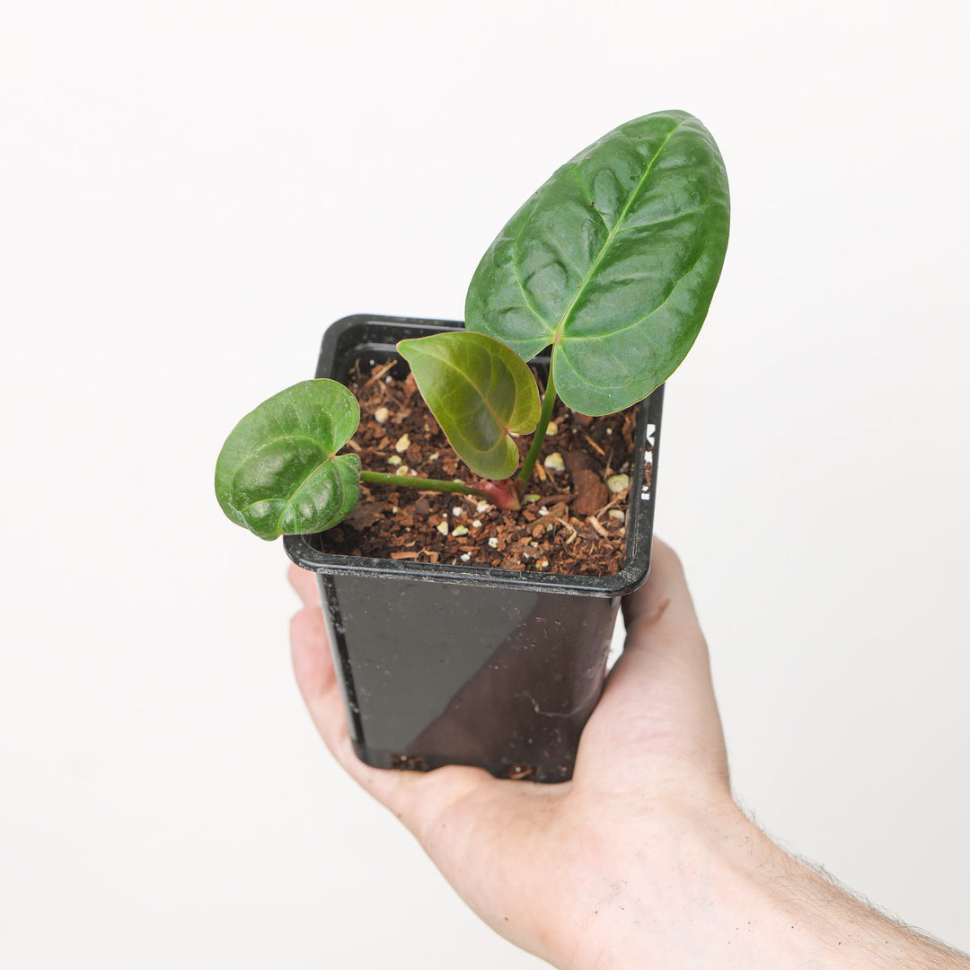 Anthurium Dressleri Indo x Papi Red Stem