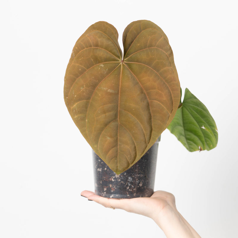 Anthurium dressleri (Species) Plants GrowTropicals