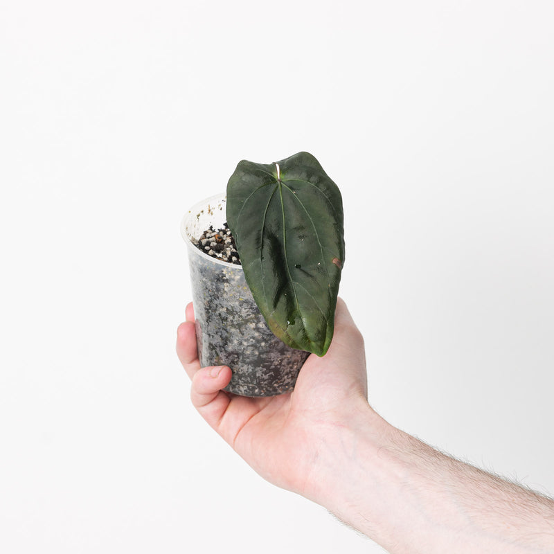 Anthurium Dressleri NSE 'Obsidian' — #1 - 9cm