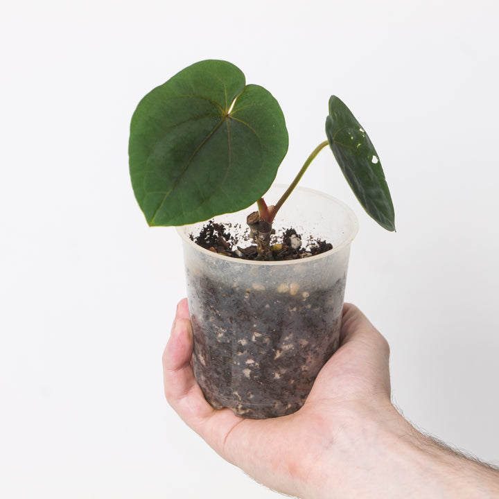 Anthurium Dressleri NSE 'Obsidian' #2 - 9cm Plants GrowTropicals