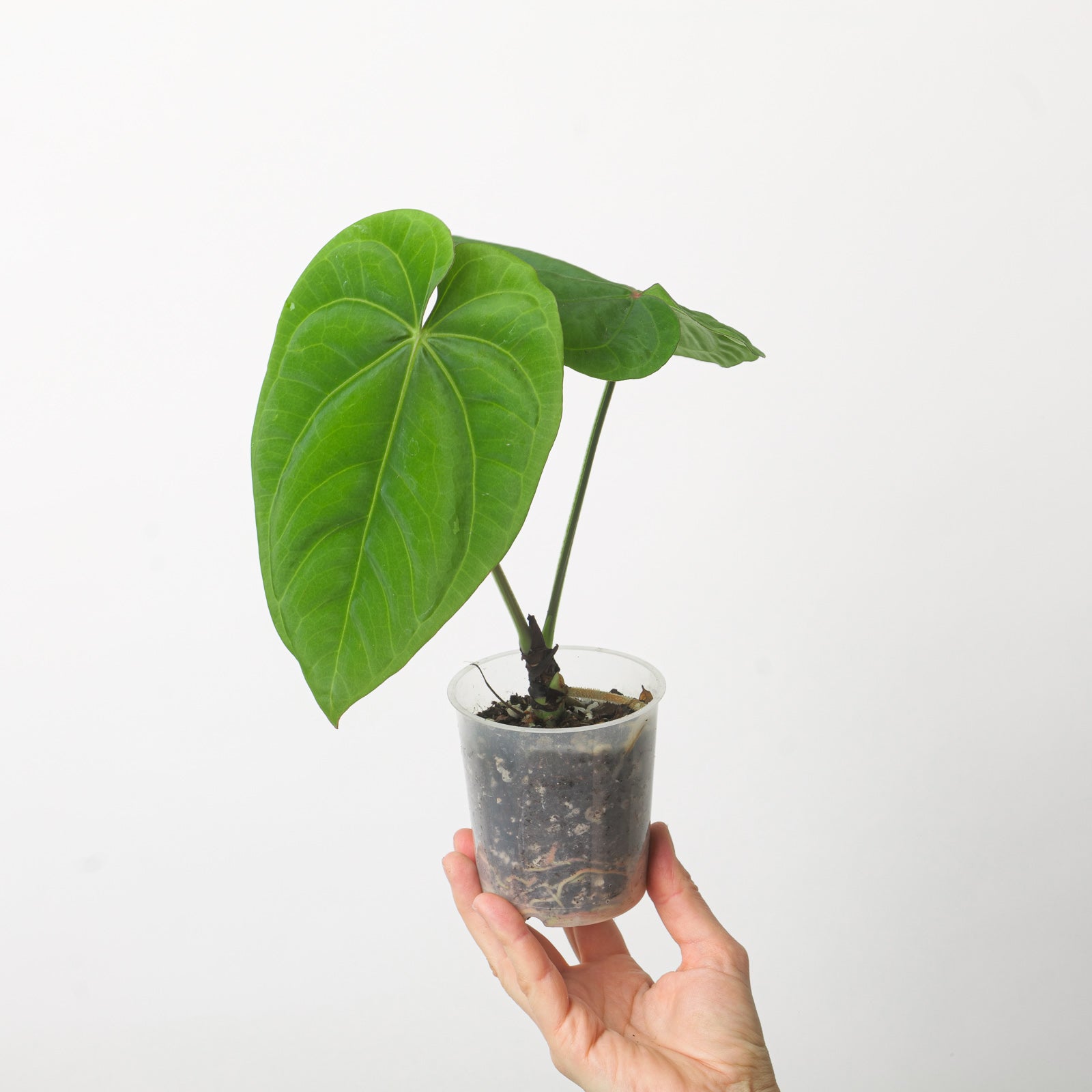 その他観葉植物 Anthurium dressleri Anthurium Dressleri x Forgetii – Aroid Market