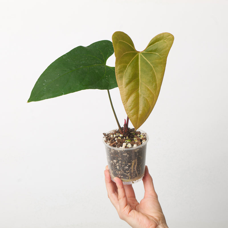 Anthurium dressleri 'Indo’ × A. pinkleyi — 9cm
