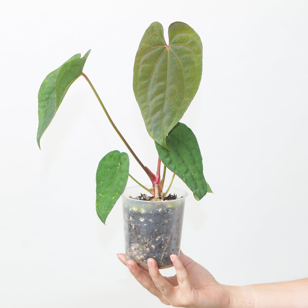 Anthurium dressleri x RVDP Plants GrowTropicals