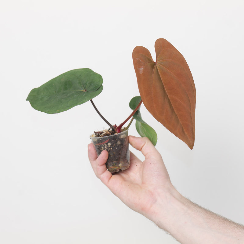 Anthurium dressleri x Ace of Spades Dark Form — A1