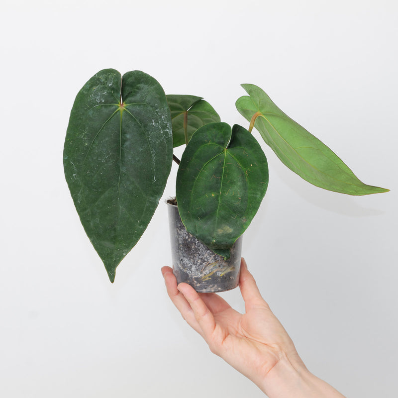 Anthurium dressleri x Ace of Spades Dark Form Plants GrowTropicals