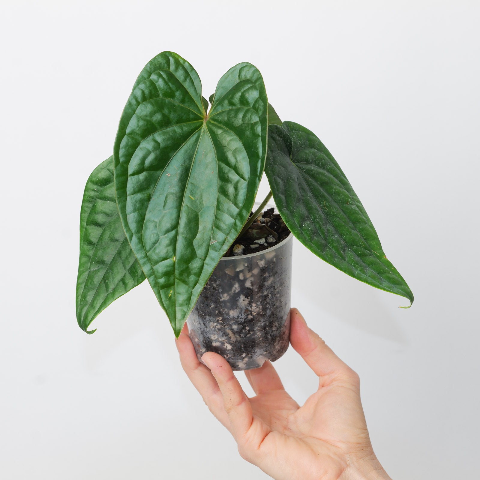アンスリウム　ルクスリアンス　Anthurium luxurians 8」Anthurium Luxurians X Hoffmanniiアンスリウム ルクスリアンス x