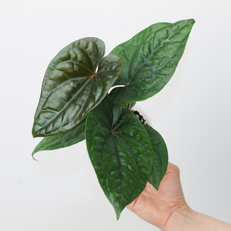Anthurium dressleri x luxurians A1 Plants GrowTropicals
