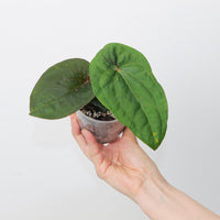 Anthurium dressleri x RVDP