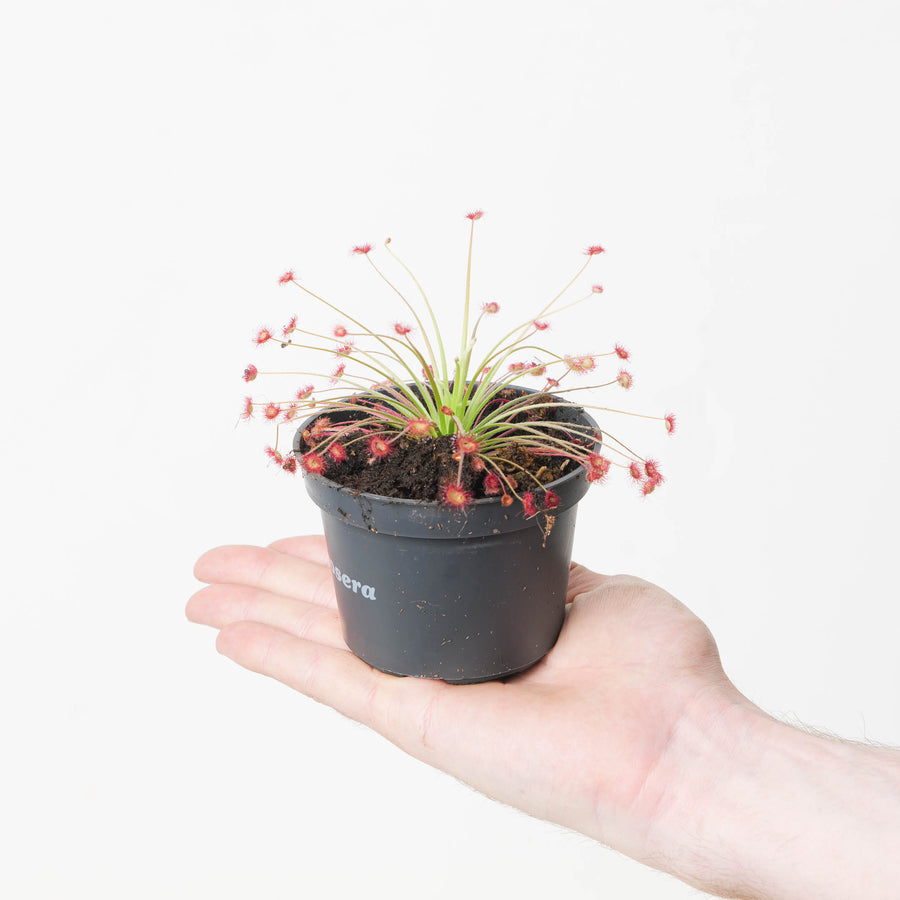 Drosera paradoxica - GROW TROPICALS