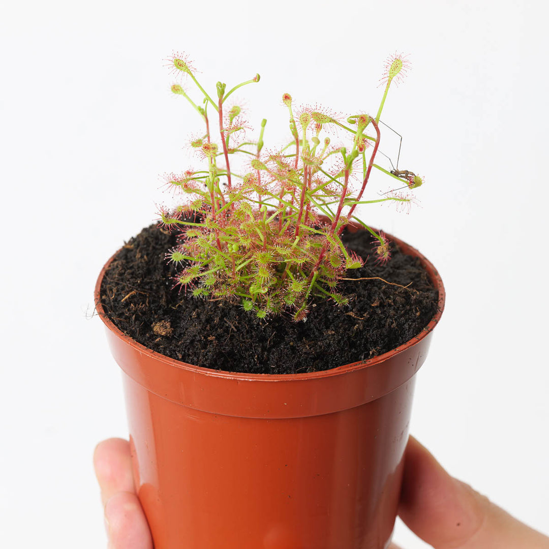 Drosera madagascariensis - GROW TROPICALS