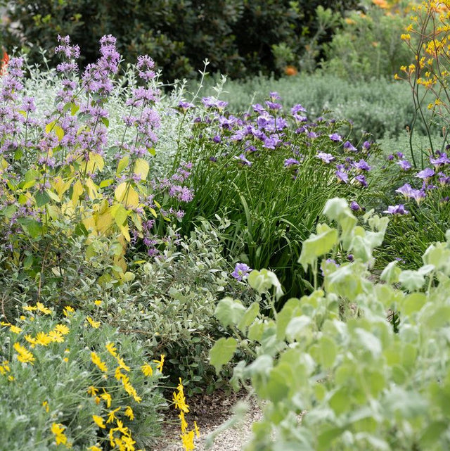 Drought Tolerant