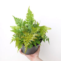 Dryopteris erythrosora