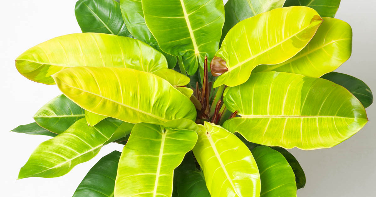 philodendron red moon vs red sun Philodendron Red Moon XL | Plants