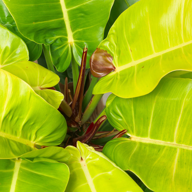 Philodendron Red Moon XL — 19cm