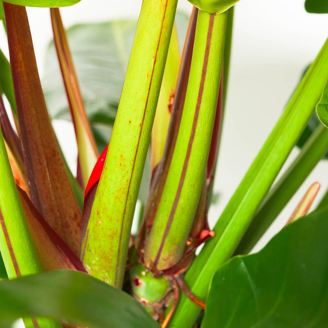 Philodendron Red Moon XL - GROW TROPICALS