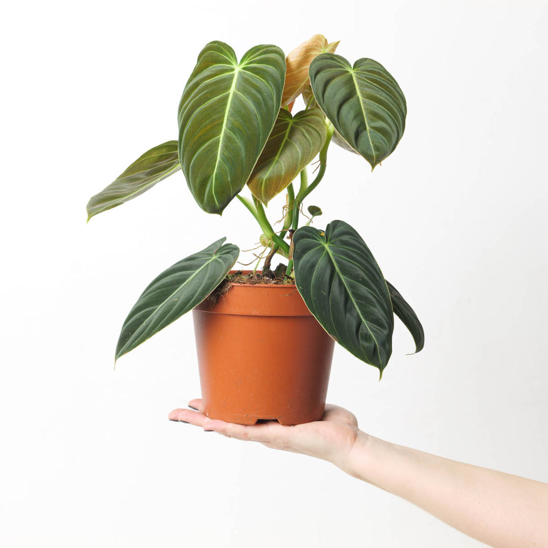philodendron pink melanochrysum narrow plant Philodendron Melanochrysum | Plants