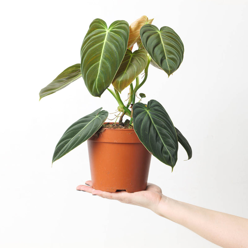 Imperfect Philodendron Melanochrysum Plants GrowTropicals