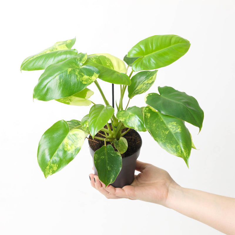 Philodendron 'Burle Marx' Variegated 10.5cm Normal Plants GrowTropicals