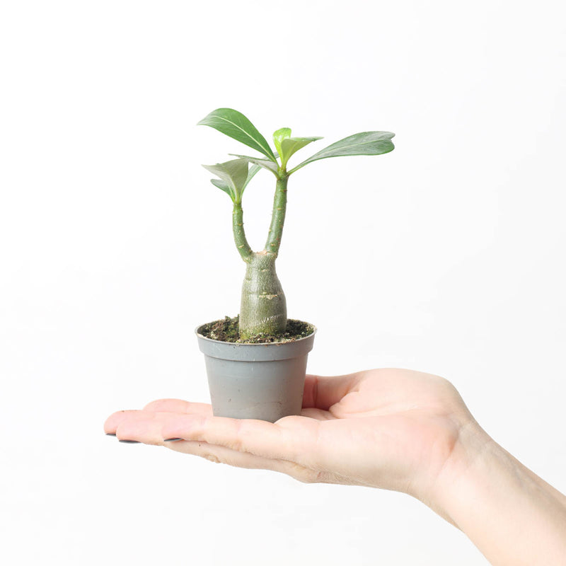 Adenium Obesum — 6cm
