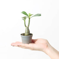 Adenium Obesum
