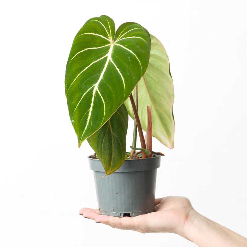 Philodendron gloriosum 'Dark Form' — 12cm