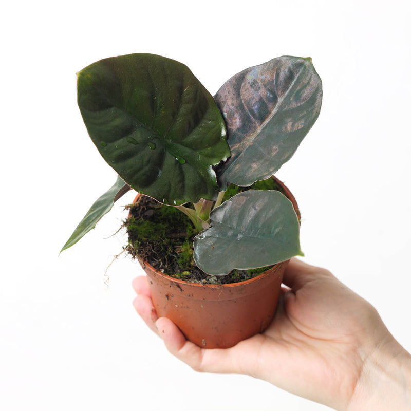 Alocasia Infernalis 'Black Magic' Plants GrowTropicals
