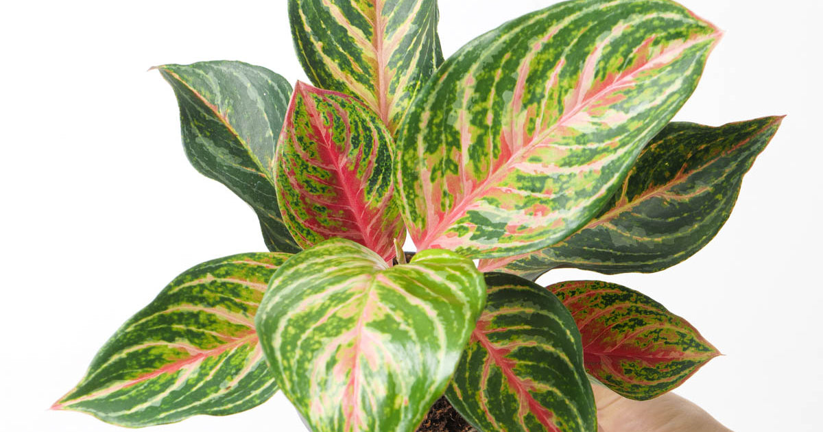 aglaonema bangkok dream Aglaonema 'Dreamcatcher' | Plants