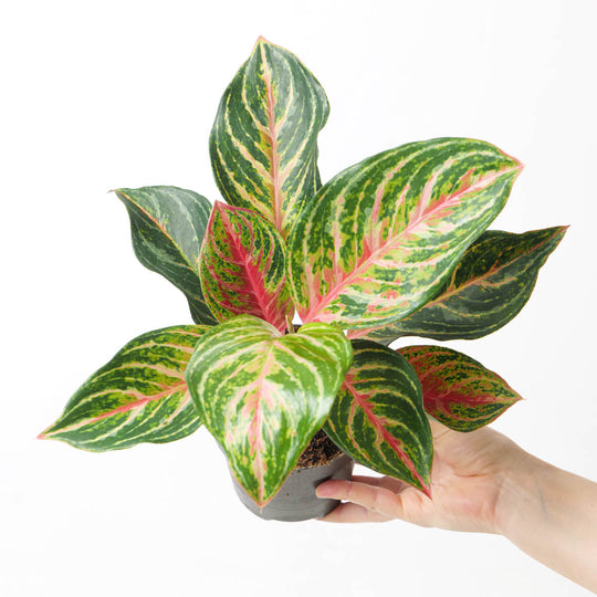 Aglaonema 'Dreamcatcher' Plants GrowTropicals