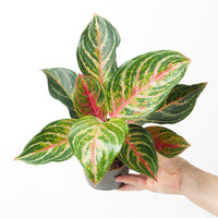 Aglaonema 'Dreamcatcher'
