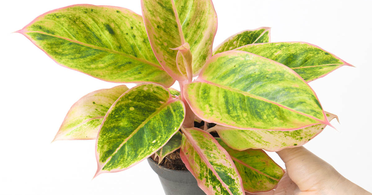 aglaonema salmon fantasy Aglaonema 'Salmon Fantasy' | Plants