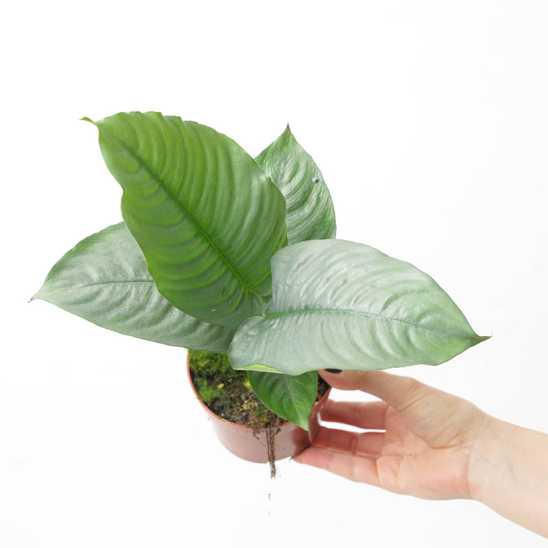 Schismatoglottis hendrikii 10.5cm Plants GrowTropicals