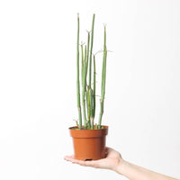 Ceropegia dichotoma
