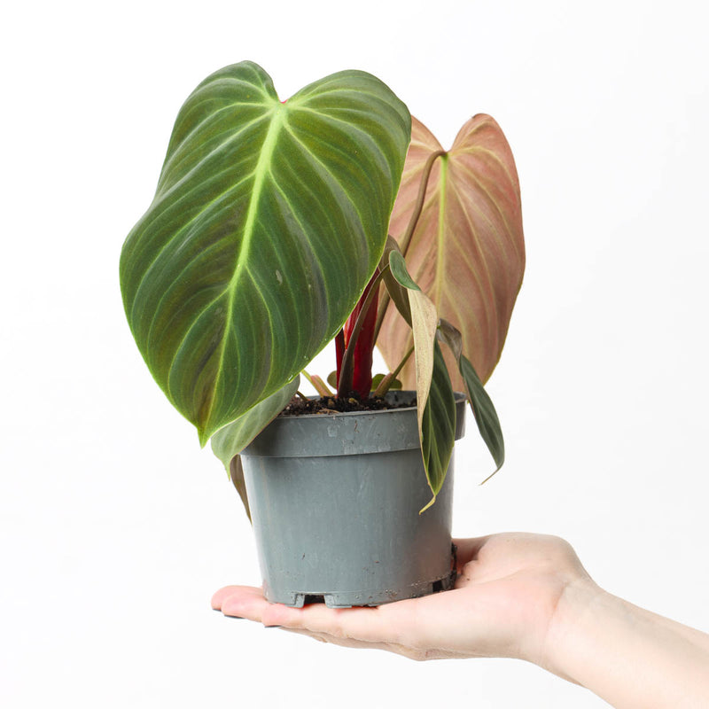 Imperfect Philodendron rubrijuvenile ('El Choco Red') Plants GrowTropicals