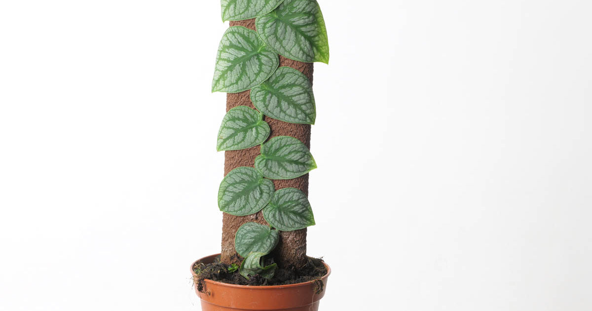 Monstera Dubia | Plants