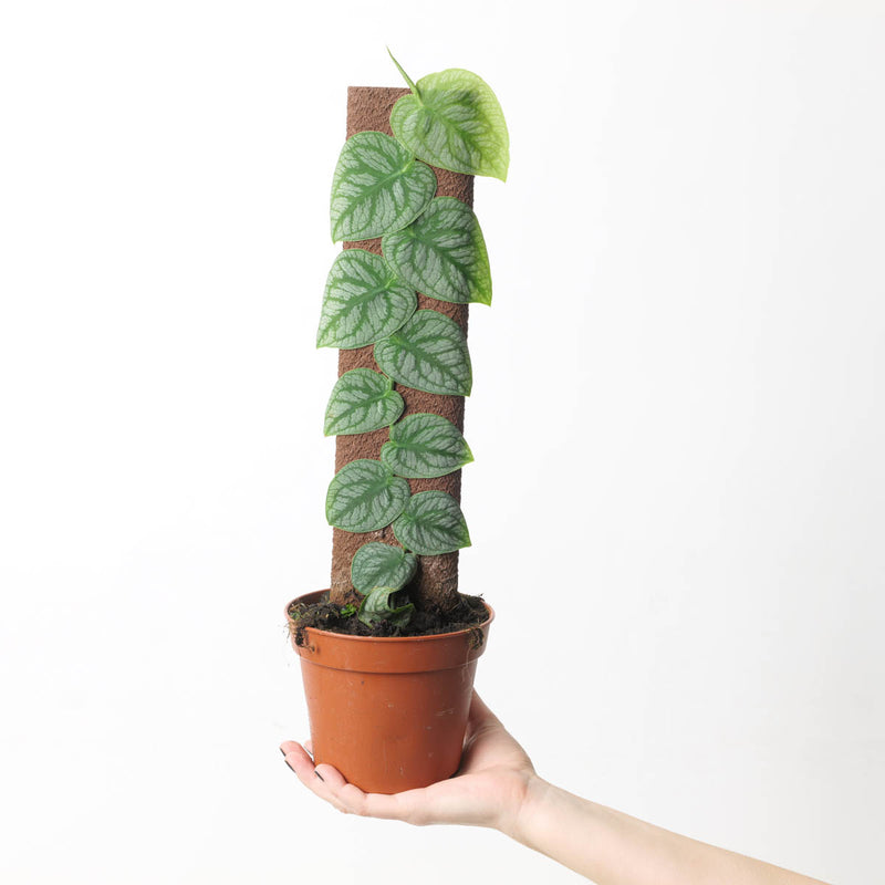 Monstera Dubia Plants GrowTropicals