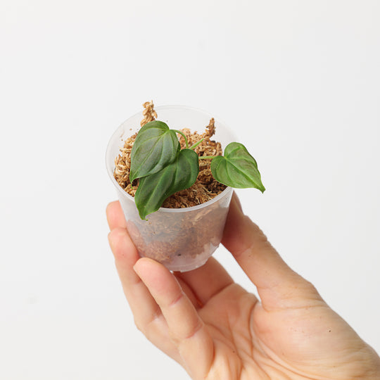 Philodendron verrucosum 'Dwarf Red’ Plants GrowTropicals