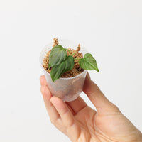 Philodendron verrucosum 'Dwarf Red’