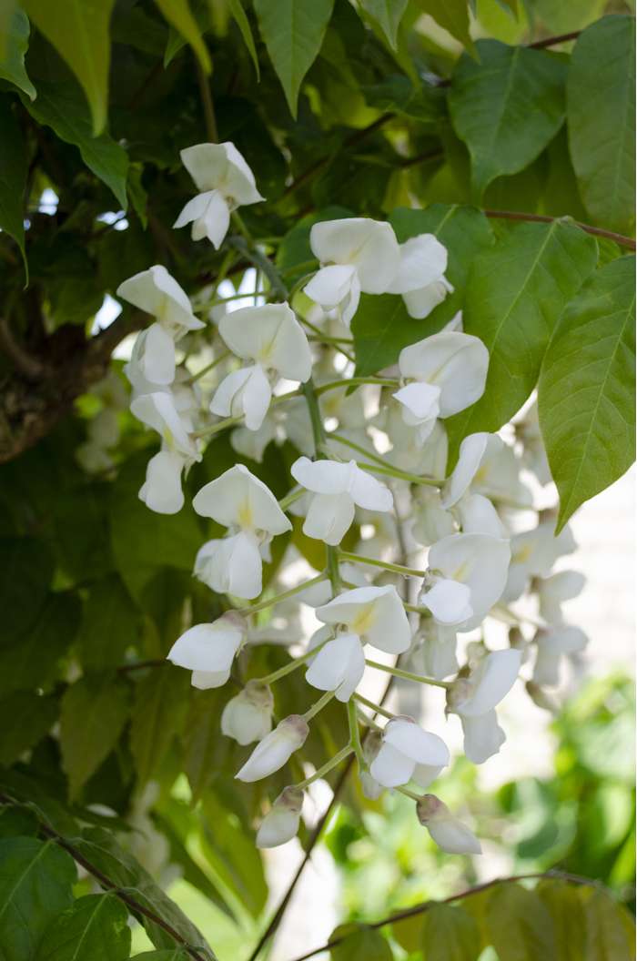 Wisteria floribunda 'Alba' Plants - Outdoor GROW TROPICALS