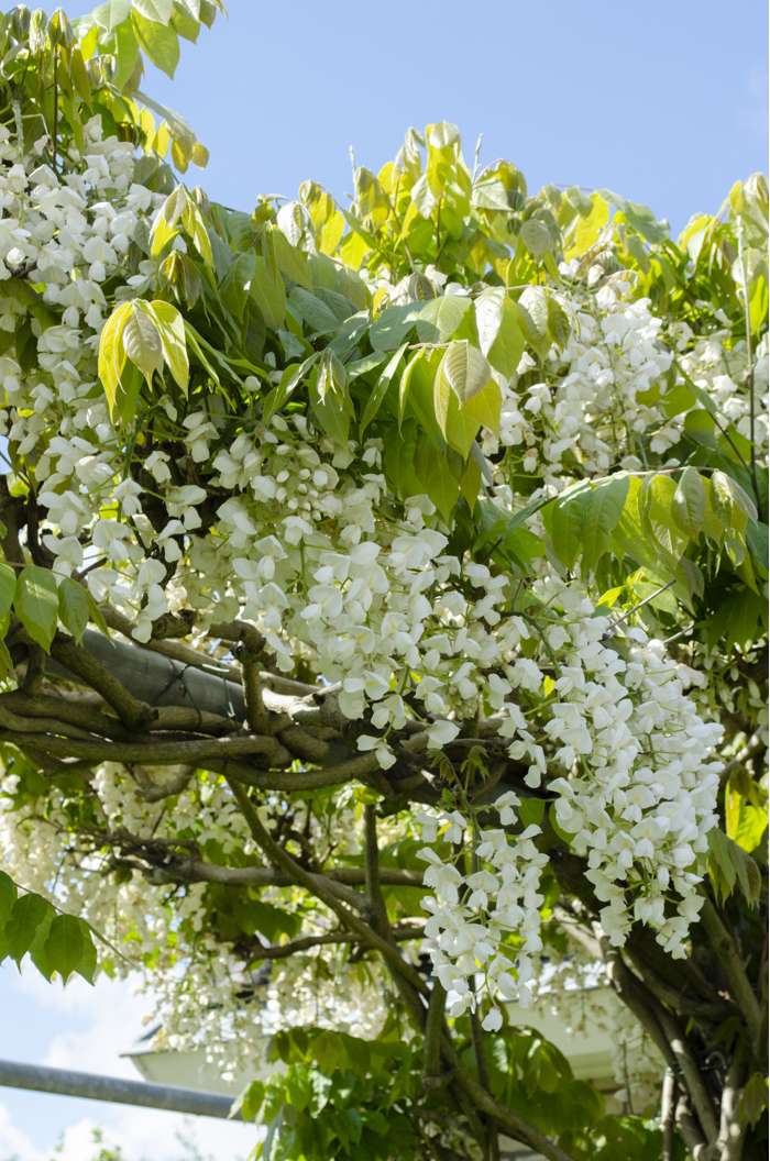 Wisteria floribunda 'Alba' Plants - Outdoor GROW TROPICALS