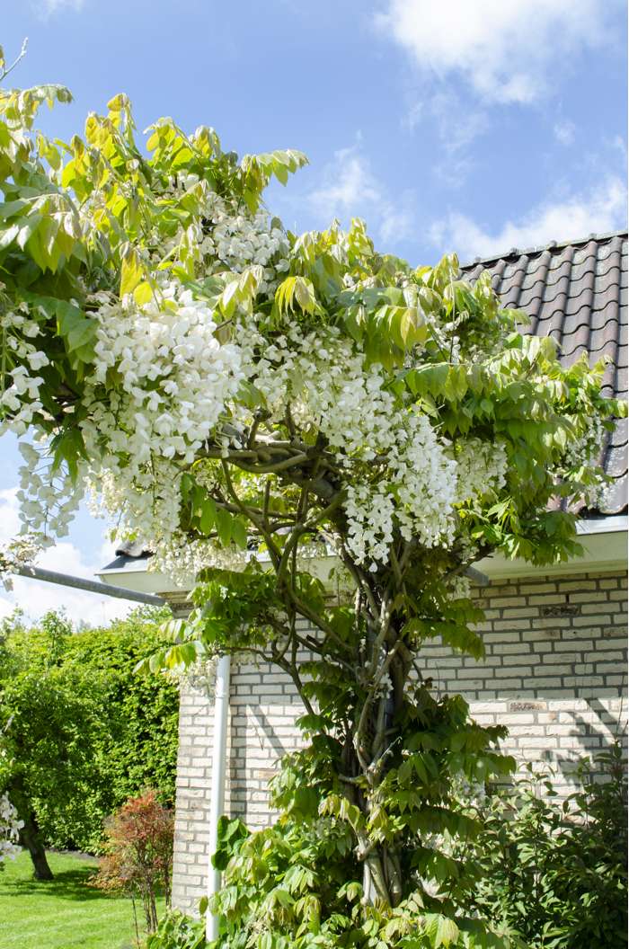 Wisteria floribunda 'Alba' Plants - Outdoor GROW TROPICALS