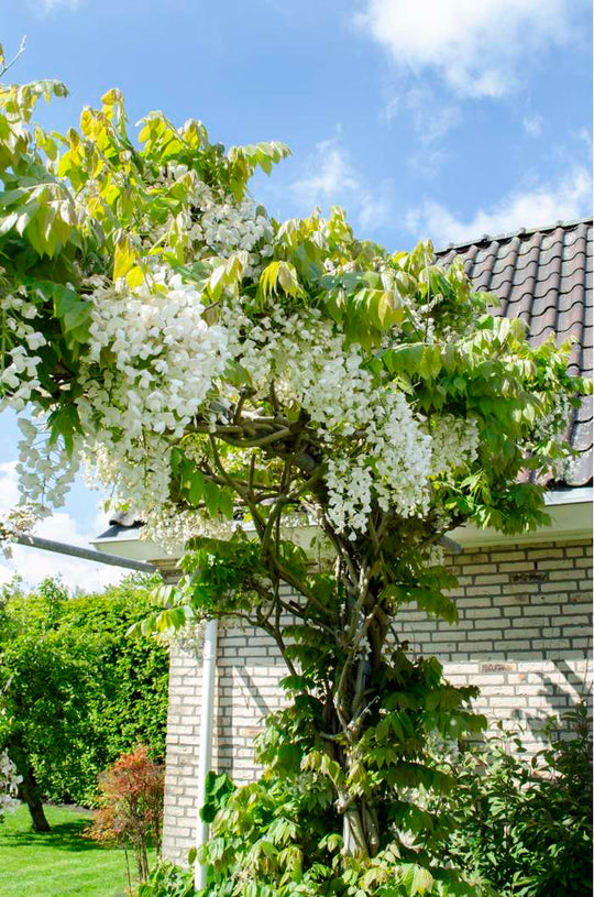 Wisteria floribunda 'Alba' Plants - Outdoor GROW TROPICALS