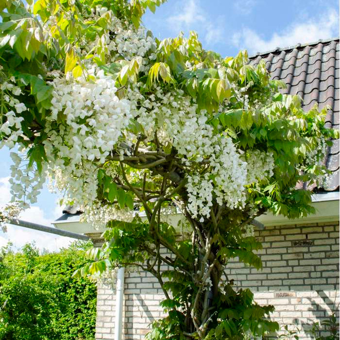 Wisteria floribunda 'Alba' Plants - Outdoor GROW TROPICALS