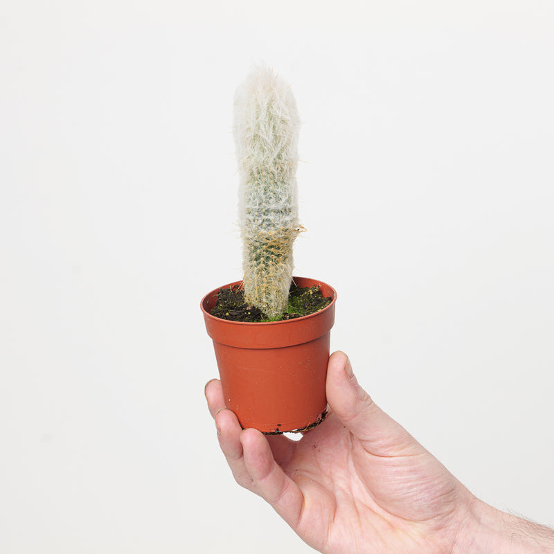 Espostoopsis dybowskii | Austrocephalocereus dybowskii 7cm Plants GrowTropicals